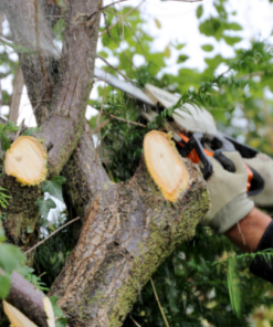 Aanpassen of vellen bomen, struiken en houtwallen