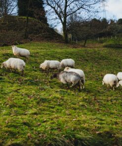 Vergunningsaanvraag Vee drijven